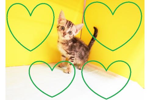 成約済の東京都のアメリカンショートヘア-12534の1枚目