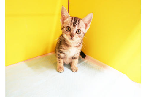 成約済の東京都のアメリカンショートヘア-12534の2枚目