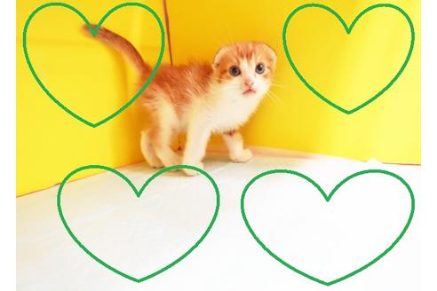 成約済の東京都のスコティッシュフォールド-12536の1枚目