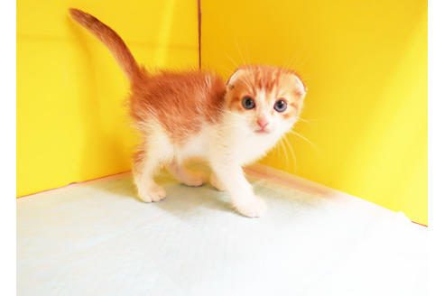 成約済の東京都のスコティッシュフォールド-12536の2枚目