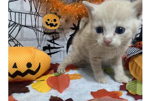 成約済の埼玉県のスコティッシュフォールド-12474の78枚目