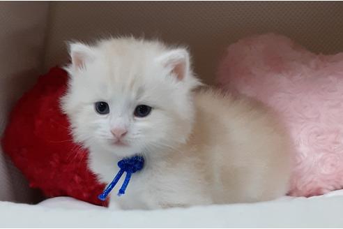 成約済の埼玉県のサイベリアン-12543の4枚目