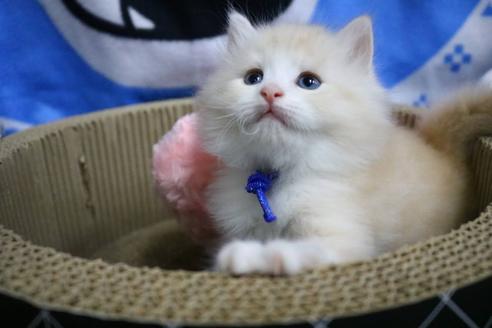 成約済の埼玉県のサイベリアン-12543の1枚目