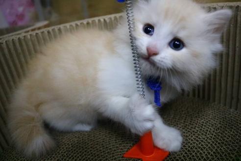 成約済の埼玉県のサイベリアン-12543の3枚目