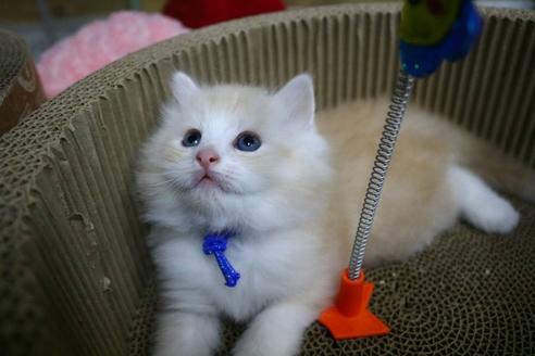 成約済の埼玉県のサイベリアン-12543の2枚目