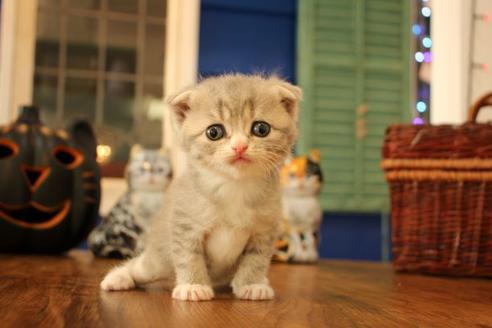 成約済の大阪府のスコティッシュフォールド-12577の1枚目