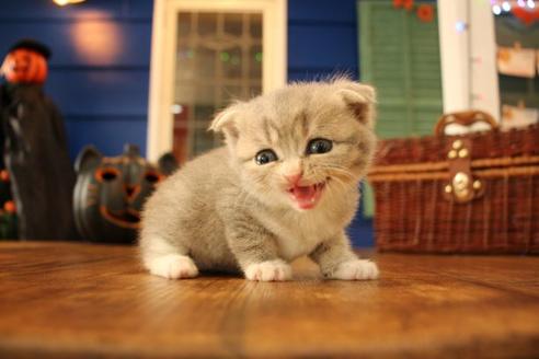 成約済の大阪府のスコティッシュフォールド-12577の6枚目