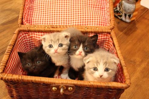 成約済の大阪府のスコティッシュフォールド-12577の5枚目