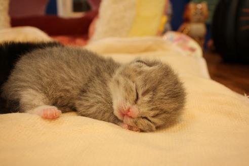 成約済の大阪府のスコティッシュフォールド-12577の4枚目