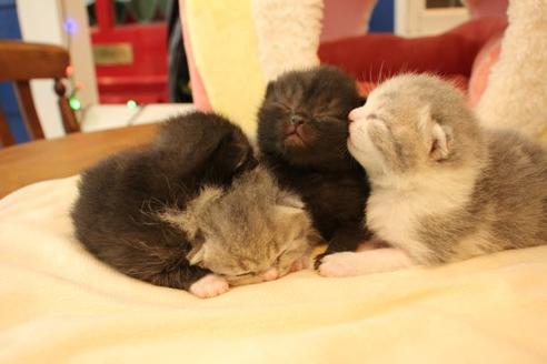 成約済の大阪府のスコティッシュフォールド-12577の3枚目