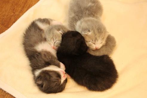 成約済の大阪府のスコティッシュフォールド-12577の2枚目