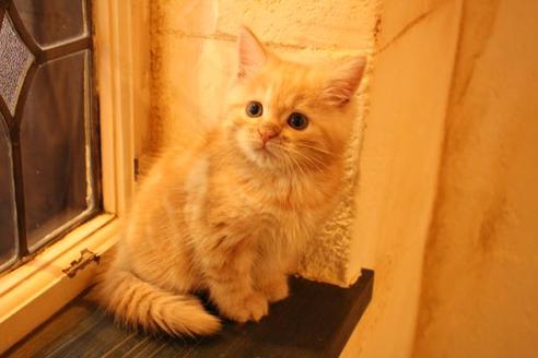 成約済の大阪府のマンチカン-12230