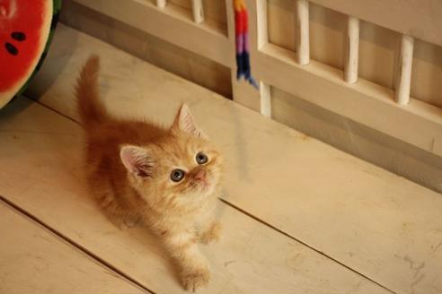 成約済の大阪府のマンチカン-12230の3枚目