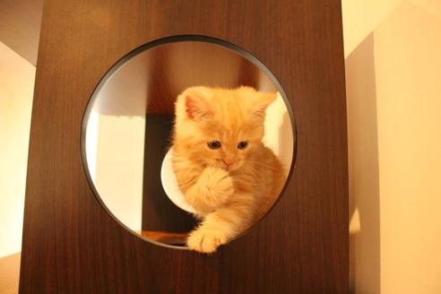 成約済の大阪府のマンチカン-12230の2枚目