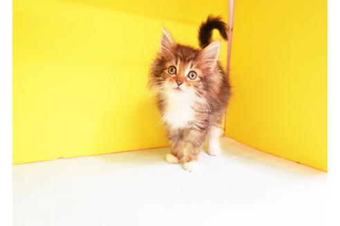 成約済の東京都のノルウェージャンフォレストキャット-12585の2枚目