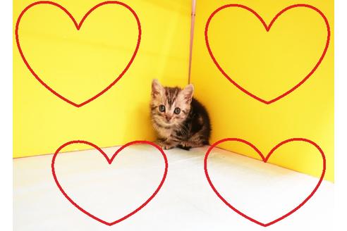 成約済の東京都のアメリカンショートヘア-12586の1枚目