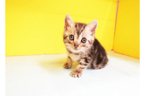 成約済の東京都のアメリカンショートヘア-12586の2枚目