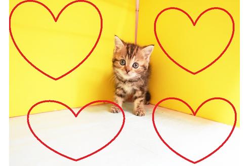 成約済の東京都のスコティッシュフォールド-12587の1枚目