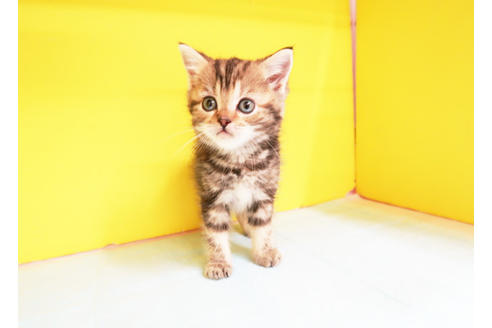 成約済の東京都のスコティッシュフォールド-12587の2枚目