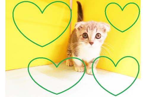 成約済の東京都のマンチカン-12588の1枚目