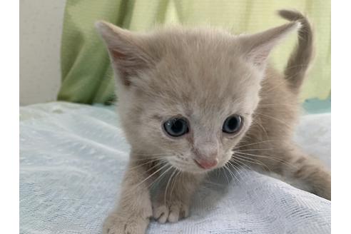 成約済の埼玉県のスコティッシュフォールド-12474の76枚目