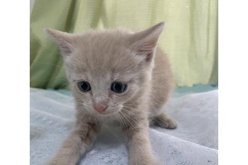 成約済の埼玉県のスコティッシュフォールド-12474の75枚目