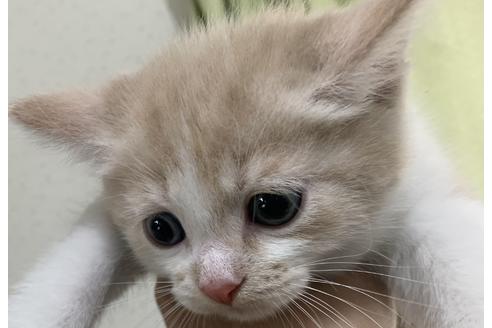 成約済の埼玉県のスコティッシュフォールド-12476の13枚目