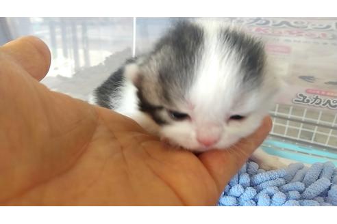 成約済の愛知県のスコティッシュフォールド-12646の3枚目