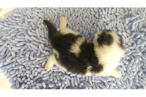 成約済の愛知県のスコティッシュフォールド-12646の2枚目