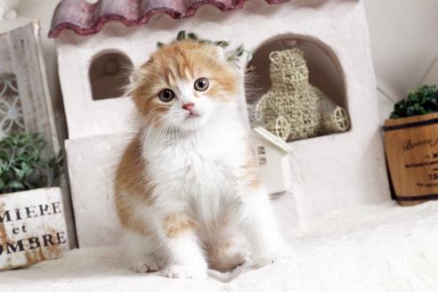 成約済の佐賀県のスコティッシュフォールド-12649の1枚目