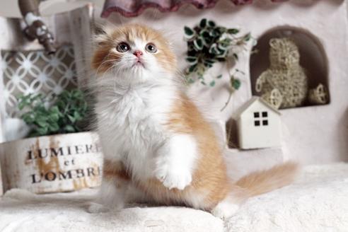 成約済の佐賀県のスコティッシュフォールド-12649の4枚目