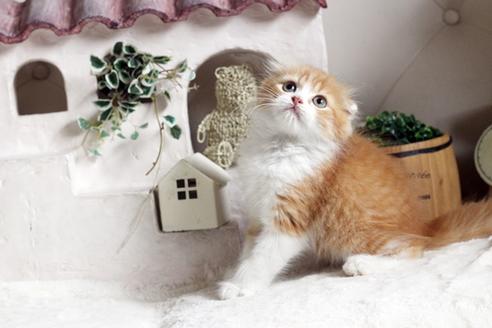 成約済の佐賀県のスコティッシュフォールド-12649の3枚目