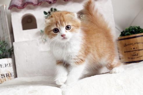 成約済の佐賀県のスコティッシュフォールド-12649の2枚目