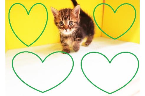 成約済の東京都のマンチカン-12669の2枚目