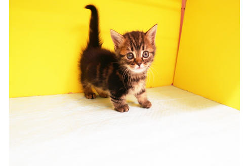 成約済の東京都のマンチカン-12669の1枚目