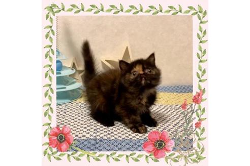 成約済の大阪府のエキゾチックショートヘア-12694の4枚目