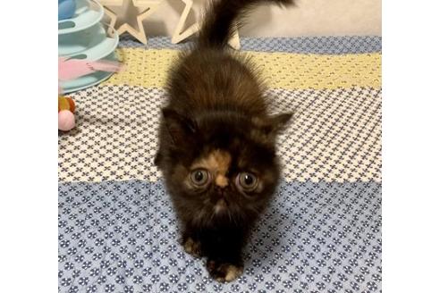 成約済の大阪府のエキゾチックショートヘア-12694の3枚目