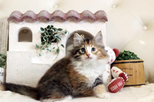 成約済の佐賀県のノルウェージャンフォレストキャット-12703