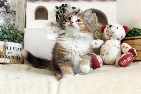 成約済の佐賀県のノルウェージャンフォレストキャット-12703の5枚目