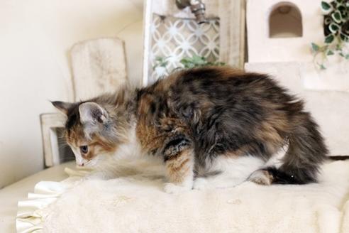 成約済の佐賀県のノルウェージャンフォレストキャット-12703の3枚目