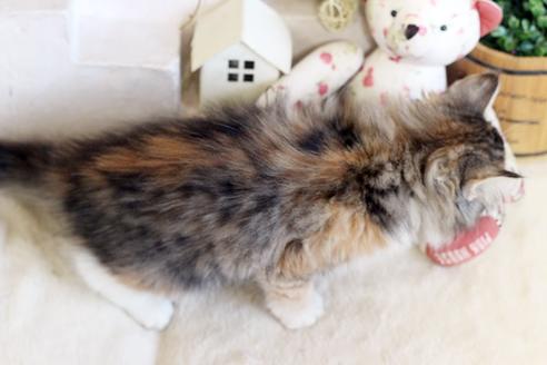 成約済の佐賀県のノルウェージャンフォレストキャット-12703の2枚目