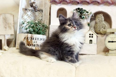 成約済の佐賀県のノルウェージャンフォレストキャット-12705の1枚目