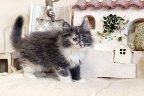 成約済の佐賀県のノルウェージャンフォレストキャット-12705の5枚目