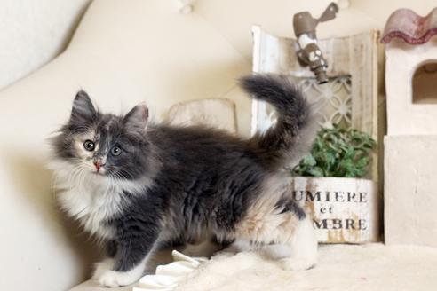 成約済の佐賀県のノルウェージャンフォレストキャット-12705の4枚目