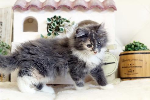 成約済の佐賀県のノルウェージャンフォレストキャット-12705の3枚目