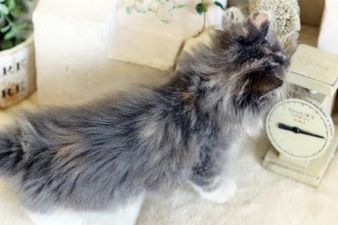 成約済の佐賀県のノルウェージャンフォレストキャット-12705の2枚目