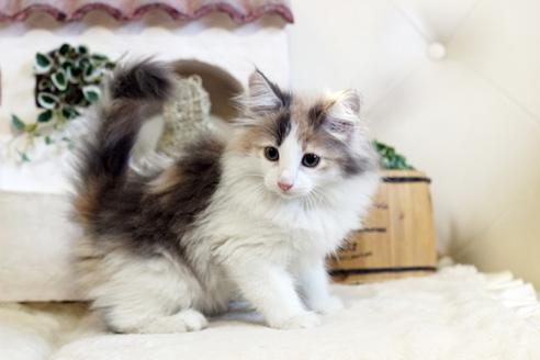 成約済の佐賀県のノルウェージャンフォレストキャット-12706の1枚目