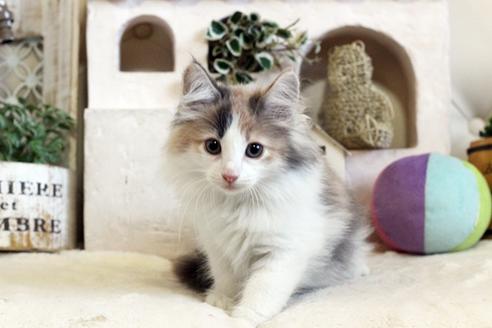 成約済の佐賀県のノルウェージャンフォレストキャット-12706の5枚目