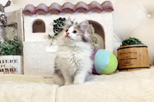 成約済の佐賀県のノルウェージャンフォレストキャット-12706の4枚目