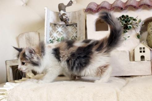 成約済の佐賀県のノルウェージャンフォレストキャット-12706の3枚目